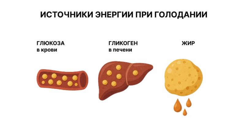 Источники энергии при голодании